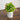 8” Artificial Flowering Mini Daisy Plant in Rustic Flowers & Garden Planter -Set of 3
