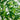 8’ Artificial Green Bamboo Tree