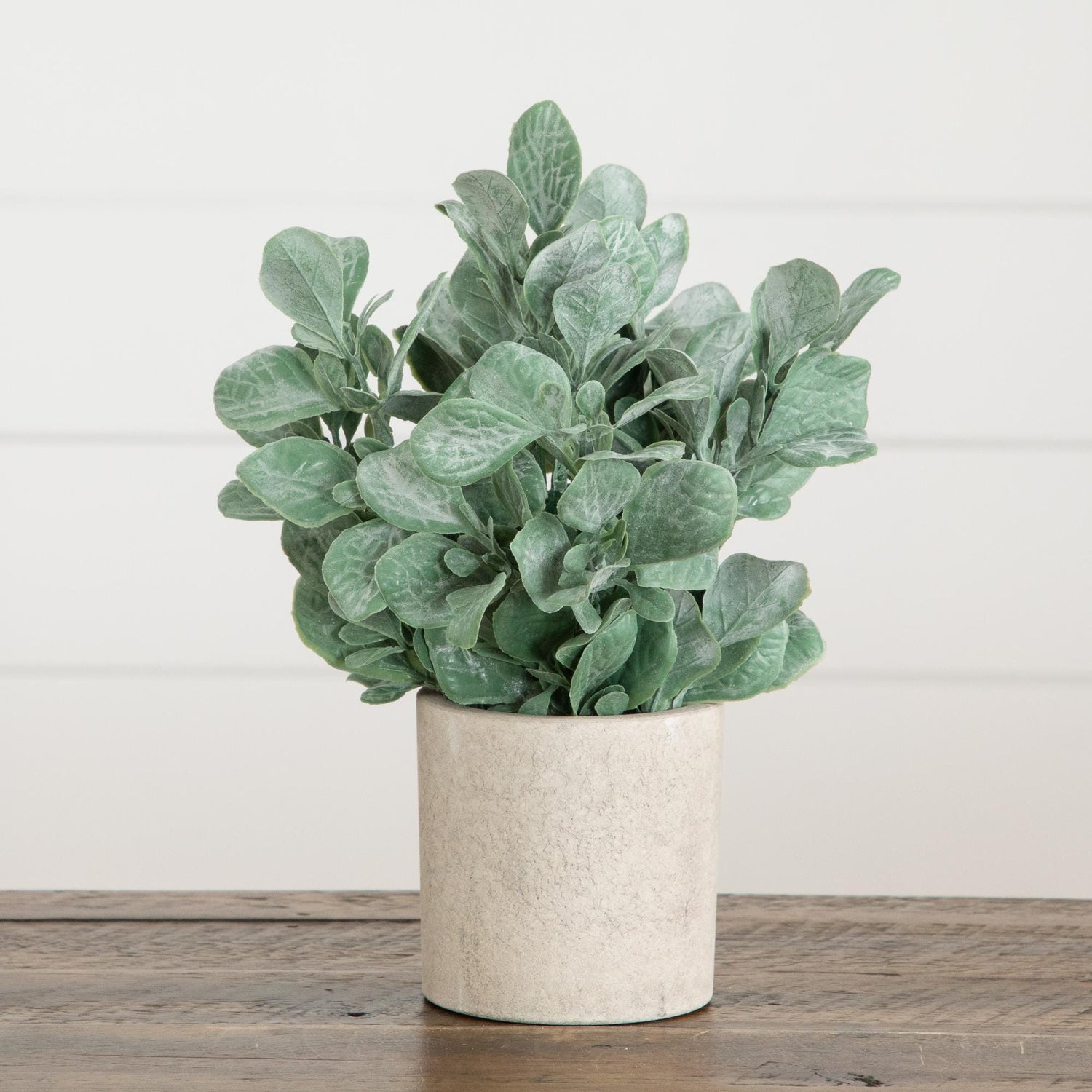 8" Artificial Lambs Ear in Decorative Planter - Set of 3