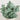 8" Artificial Lambs Ear in Decorative Planter - Set of 3