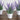 8” Artificial Lavender Plant in White Pot - Set of 4