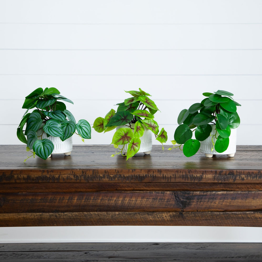 indoor mixed planter 8” Artificial Mixed Greens in Ceramic Planter- Set of 3