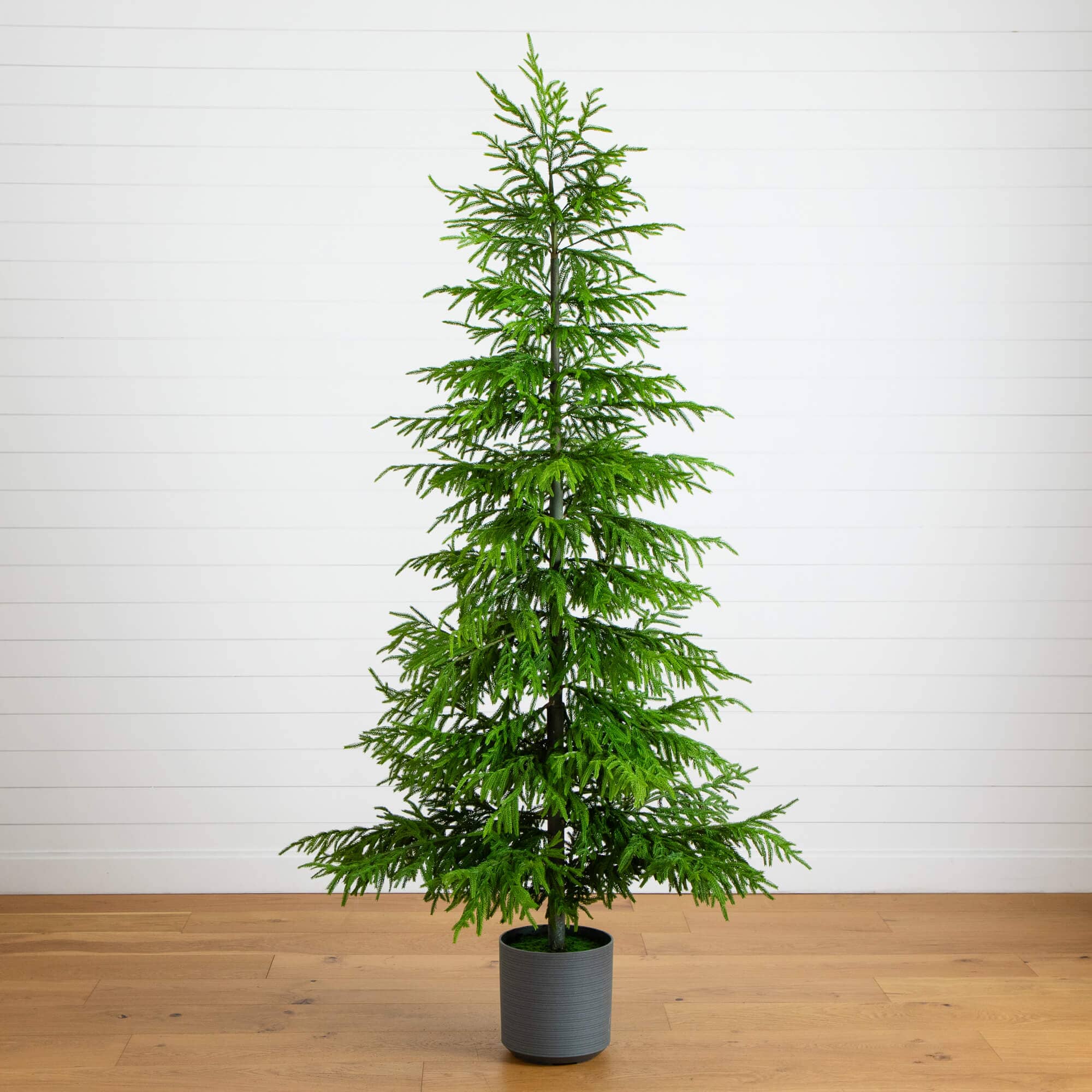 8' Artificial Real Touch Norfolk Island Pine Christmas Tree with