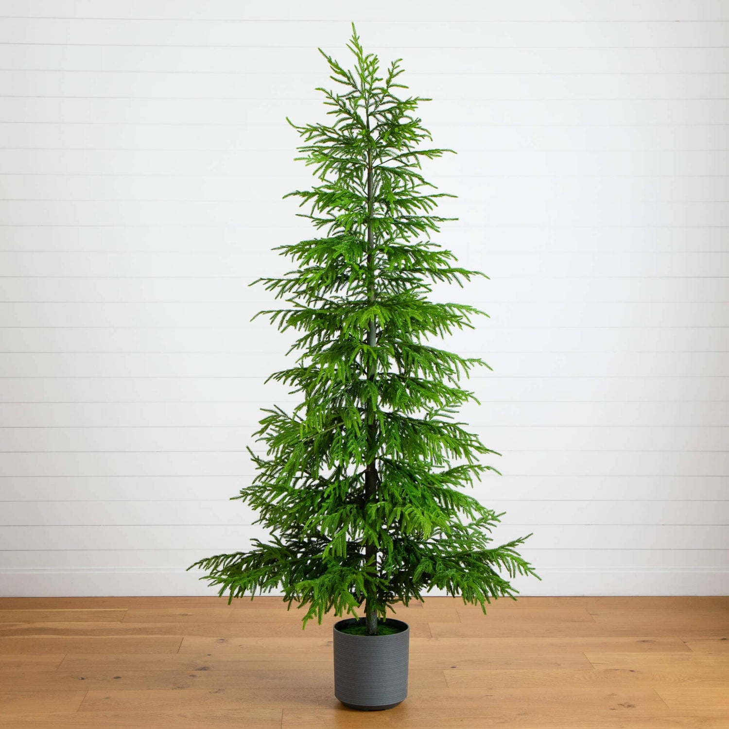 8' Artificial Real Touch Norfolk Island Pine Christmas Tree with Natural Look