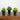 8" Artificial Rose Plant in Black Pot - Set of 3