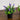 8” Artificial Spiked Lavender Plant in Black Pot - Set of 3