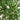 8’ Artificial Sumac Tree