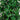 8’ Ficus Tree w/1512 Lvs