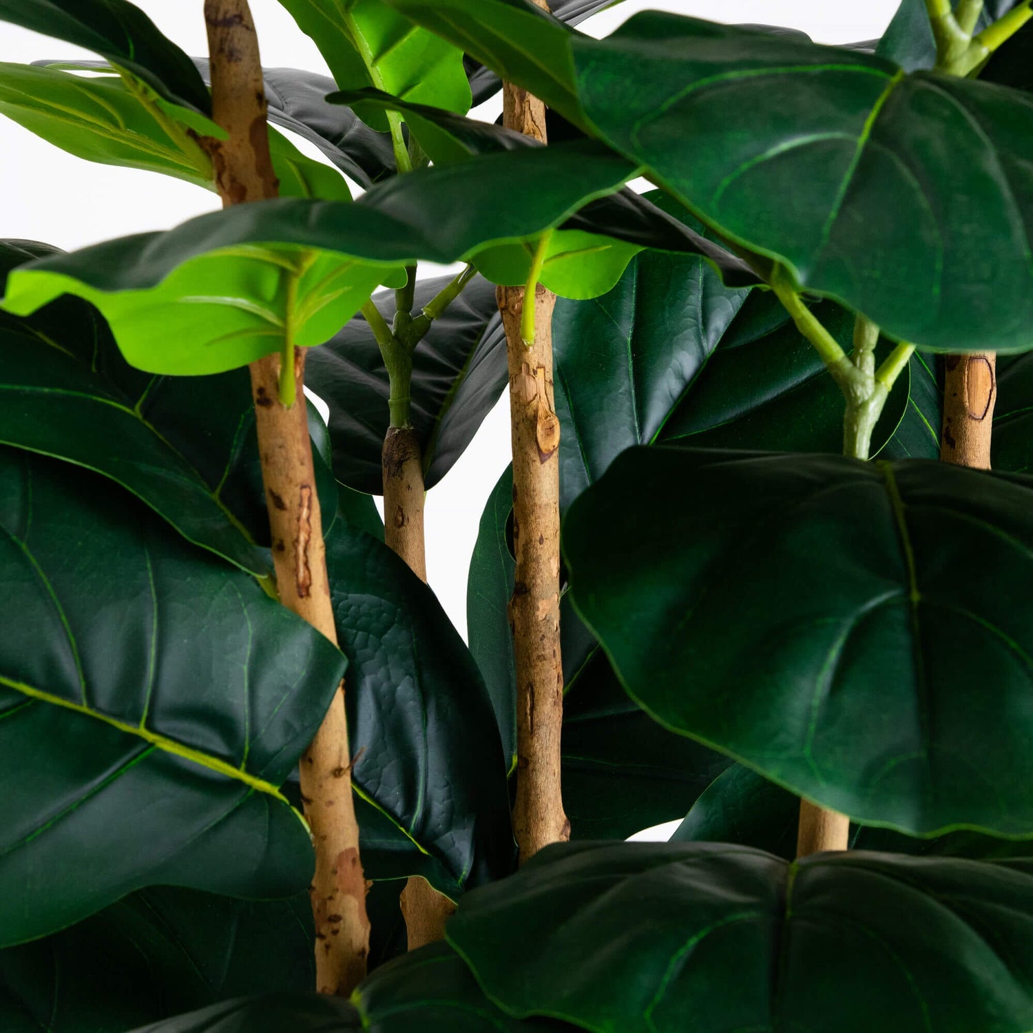 8' Artificial Fiddle Leaf Tree in Decorative White Planter