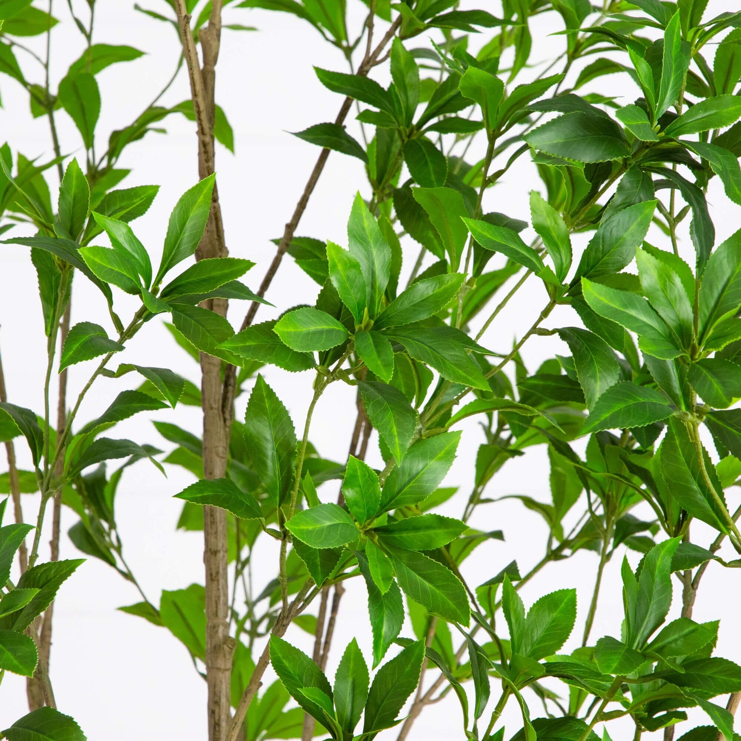 8' Artificial Minimalist Japanese Pieris Tree