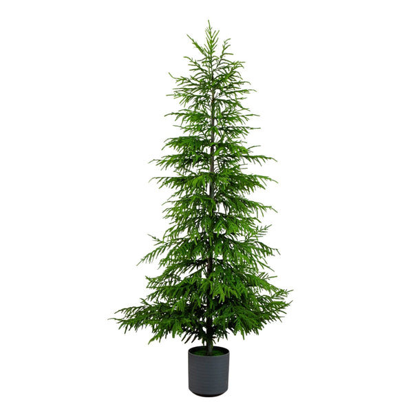8' Artificial Real Touch Norfolk Island Pine Christmas Tree with Natural Look