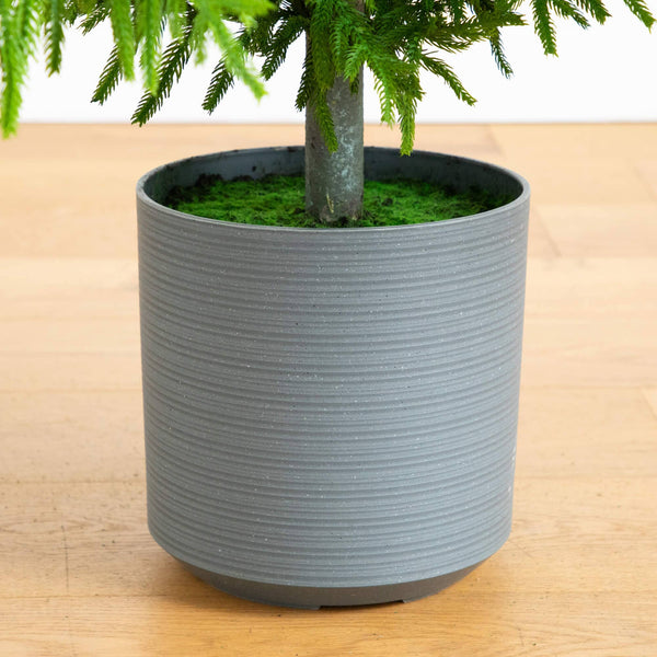 8' Artificial Real Touch Norfolk Island Pine Christmas Tree with Natural Look