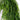 8' Artificial Real Touch Norfolk Island Pine Garland with Natural Look