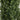 8’ UV Resistant Artificial Boxwood Topiary Tree (Indoor/Outdoor)