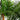 8’ UV Resistant Artificial Double Robellini Palm Tree (Indoor/Outdoor)