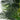 9’ Artificial Double Golden Cane Palm Tree