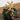 9” Artificial Halloween Succulent Garden in Skeleton Hand Planter