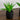 9” Artificial Mini Agave Plant in Ceramic Black Planter - Set of 2