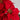 9" Artificial Poinsettia Plant - Set of 2