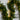 9' Pre-Lit Artificial Real Touch Norfolk Island Pine Garland with 50 Warm White LED Lights and Natural Look