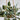 Artificial Wandering Jew & String of Hearts Hanging Plant - Set of 2