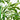 Bamboo Tree with White Planter UV Resistant (Indoor/Outdoor)