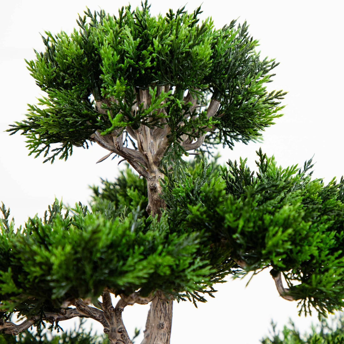 Cedar Bonsai 24
