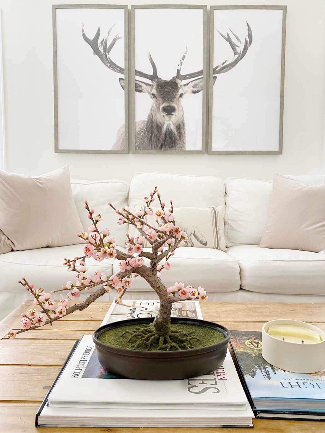 bonsai flower tree Cherry Blossom Bonsai Silk Tree