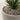 Natural Spanish Moss - 3Lbs