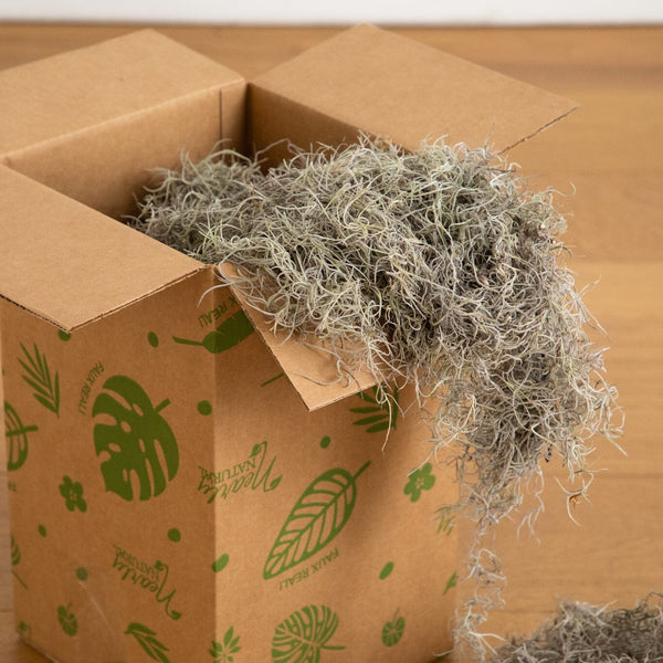 Natural Spanish Moss - 3Lbs