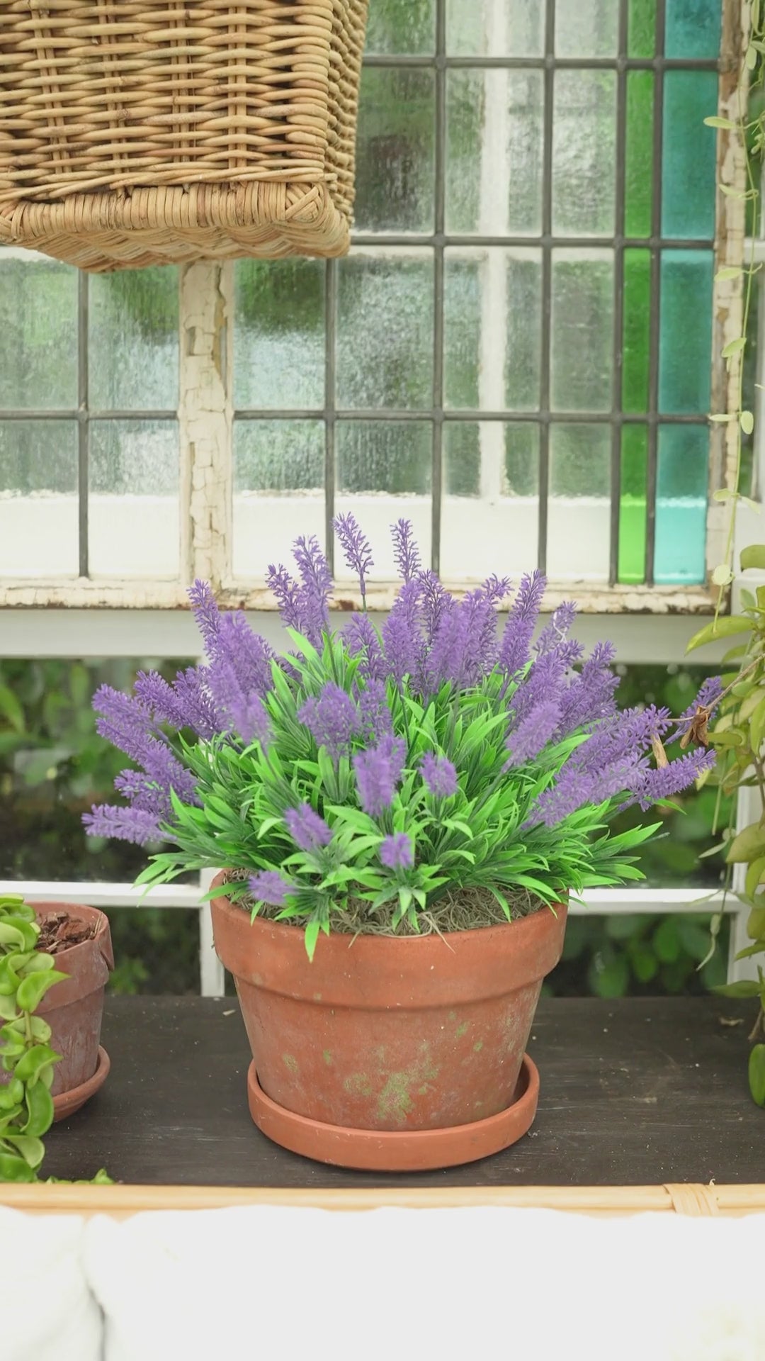 lavender plants large 13