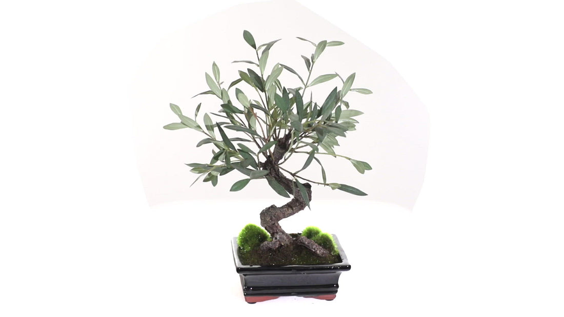 Mini Olive Artificial Bonsai Tree