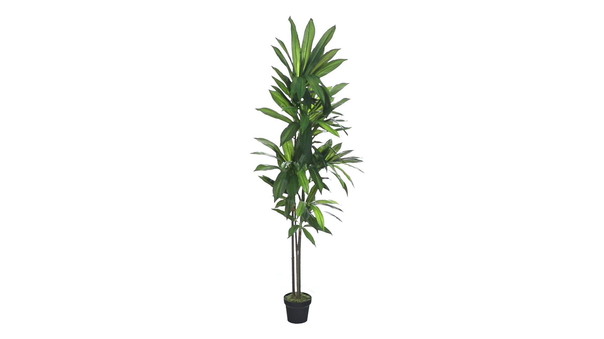 6’ Dracaena Silk Plant - Thumbnail 2