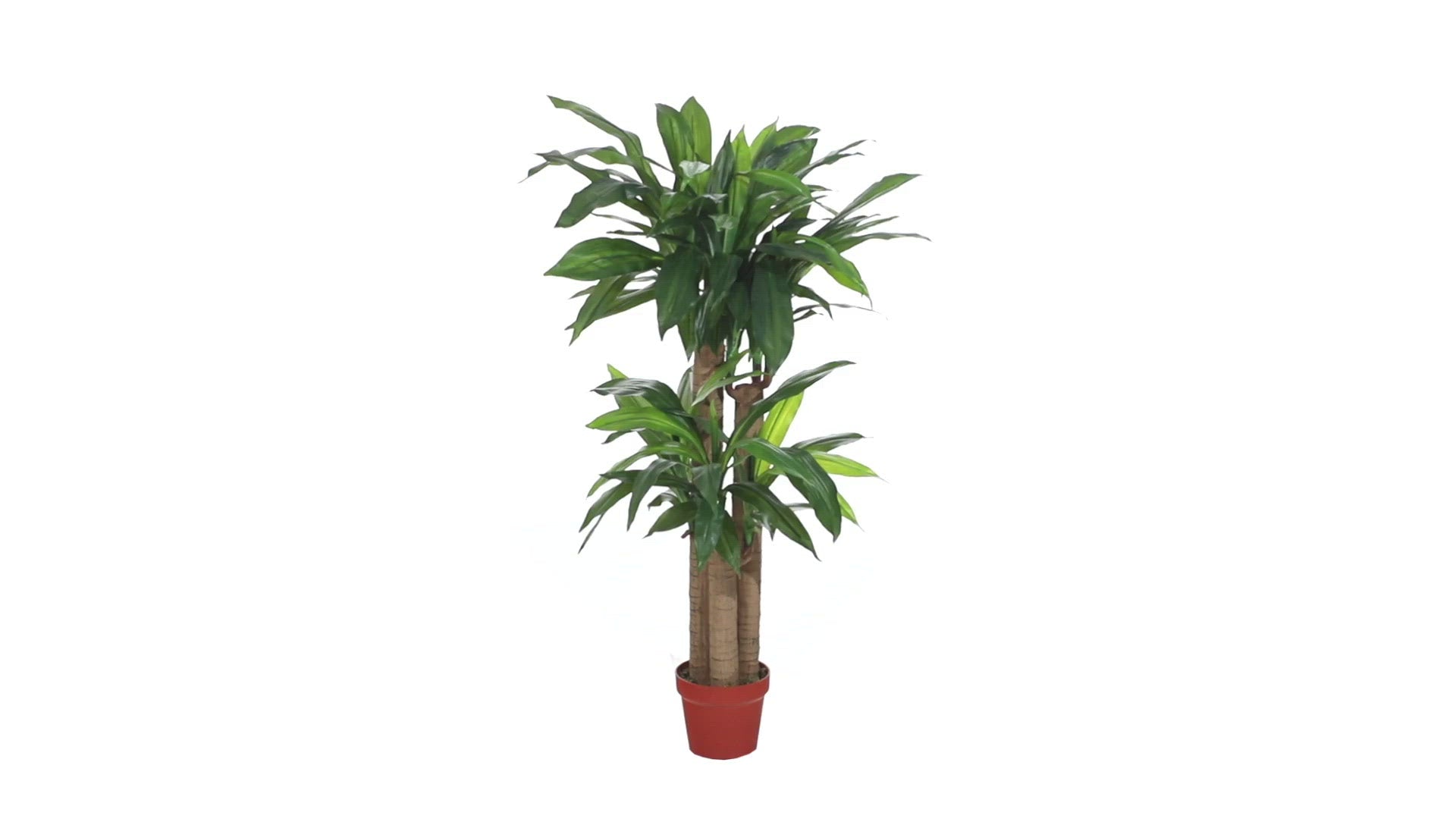 4' Corn Stalk Dracaena Silk Plant - Thumbnail 2