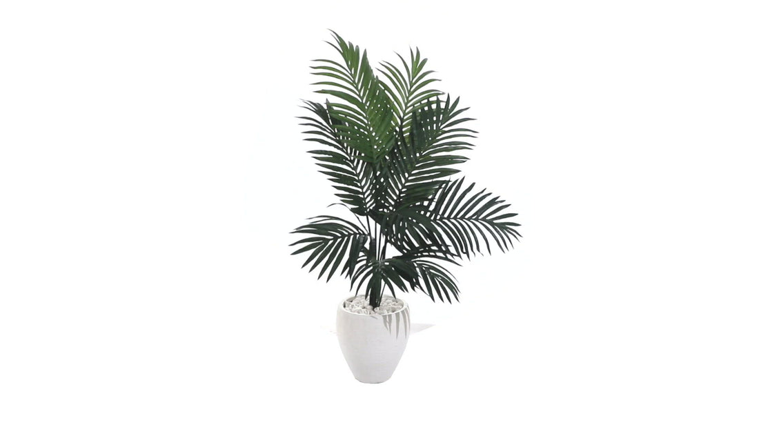 white palm tree plant 4.5’ Kentia Palm Tree in White Oval Planter