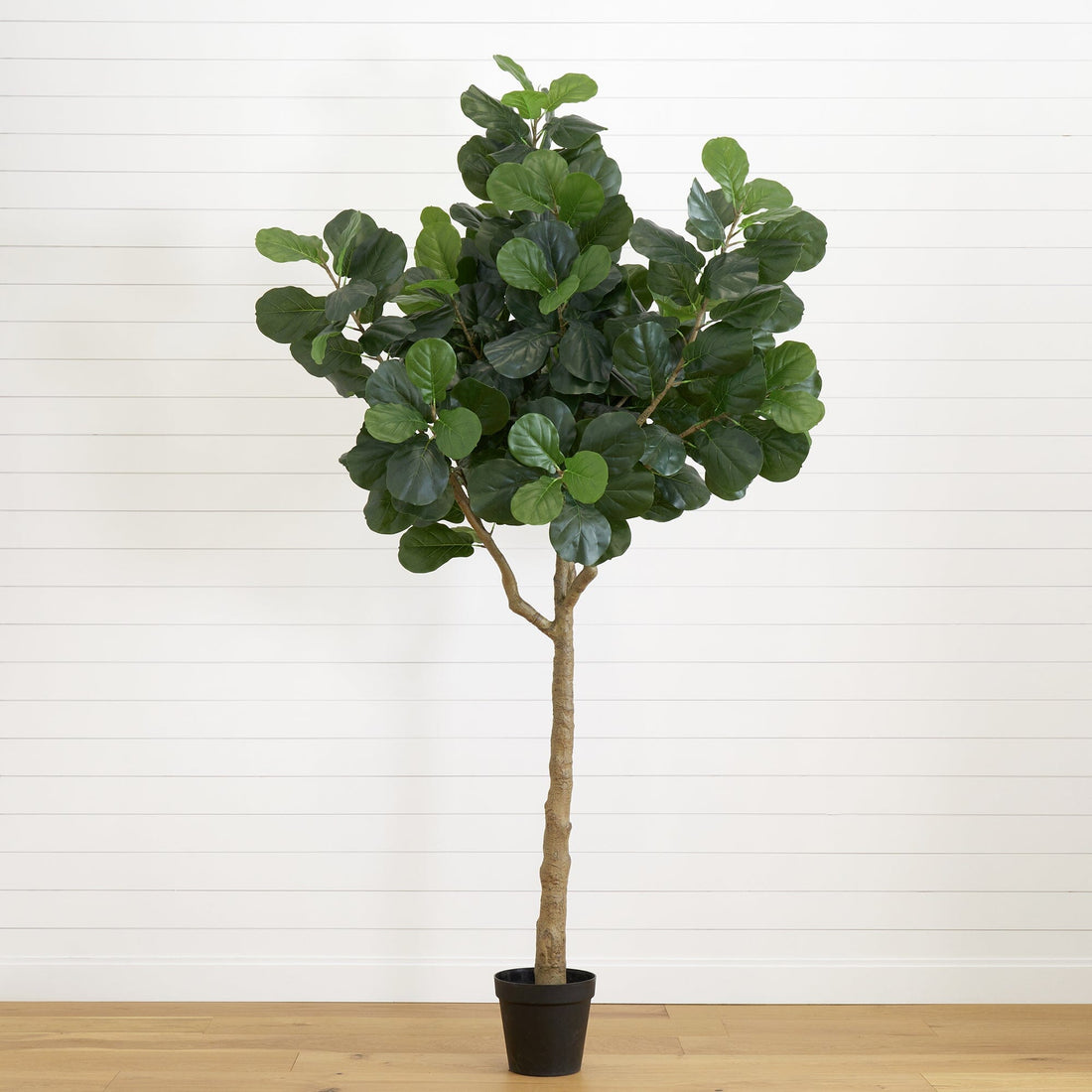 fiddle leaf fig in africa 10' Artificial Fiddle Leaf Fig Tree