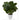 11” Fiddle Leaf Artificial Plant in White Planter (Real Touch)
