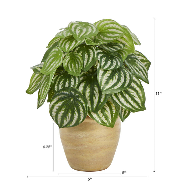 11” Watermelon Peperomia Artificial Plant in Ceramic Planter (Real Touch)