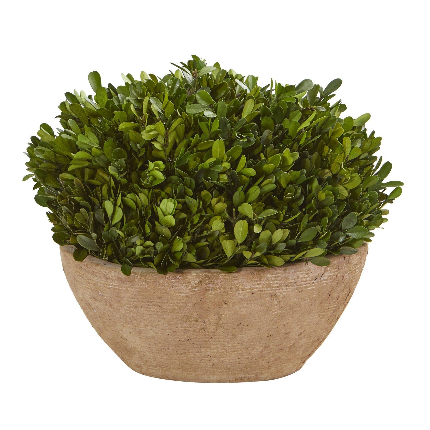 12” Boxwood Preserved Plant in Oval Planter