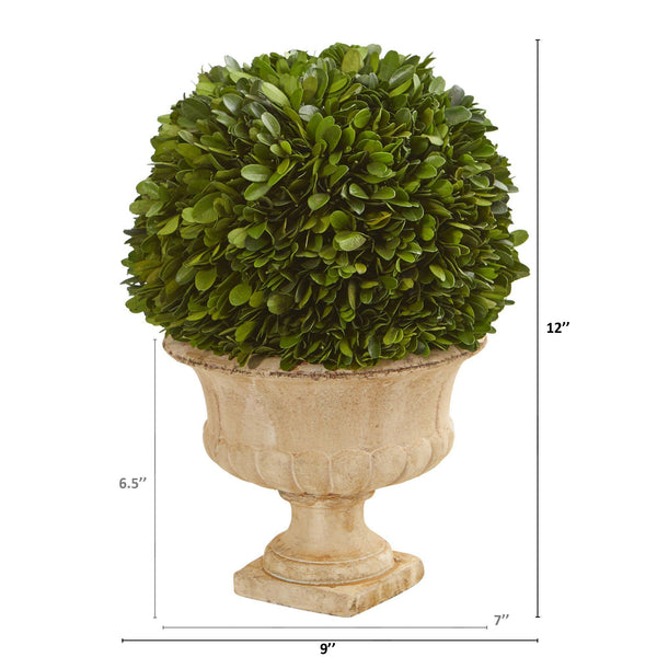 12” Boxwood Topiary Ball Preserved Plant in Decorative Urn