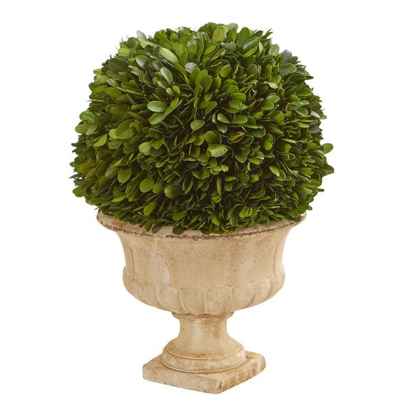 12” Boxwood Topiary Ball Preserved Plant in Decorative Urn