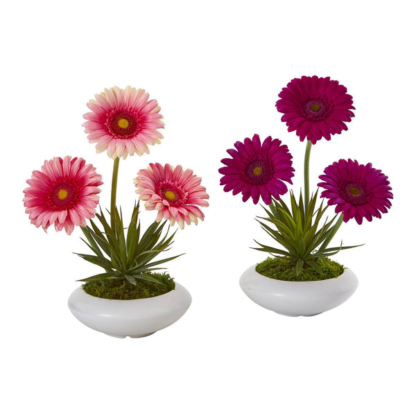 12” Gerber and Succulent Arrangement in Vase (Set of 2)