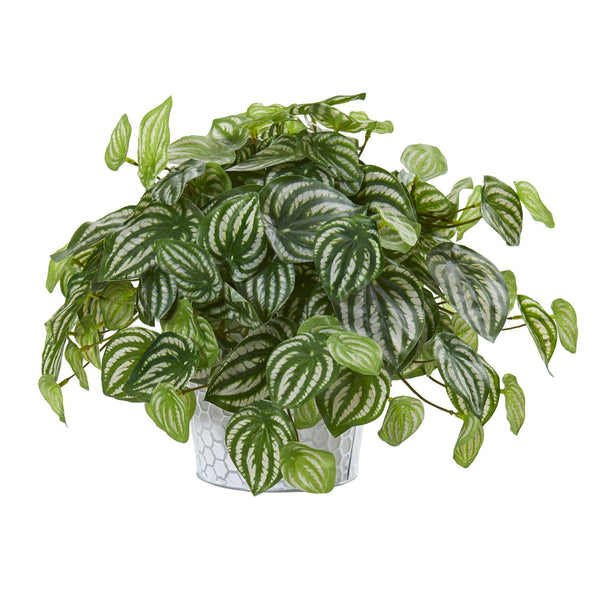 13” Watermelon Peperomia Artificial Plant in Embossed White Planter (Real Touch)