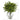 14” Boxwood Artificial Plant in Glass Planter (Indoor/Outdoor)