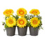 14” Gerber Daisy Artificial Arrangement in Trio Metal Vase