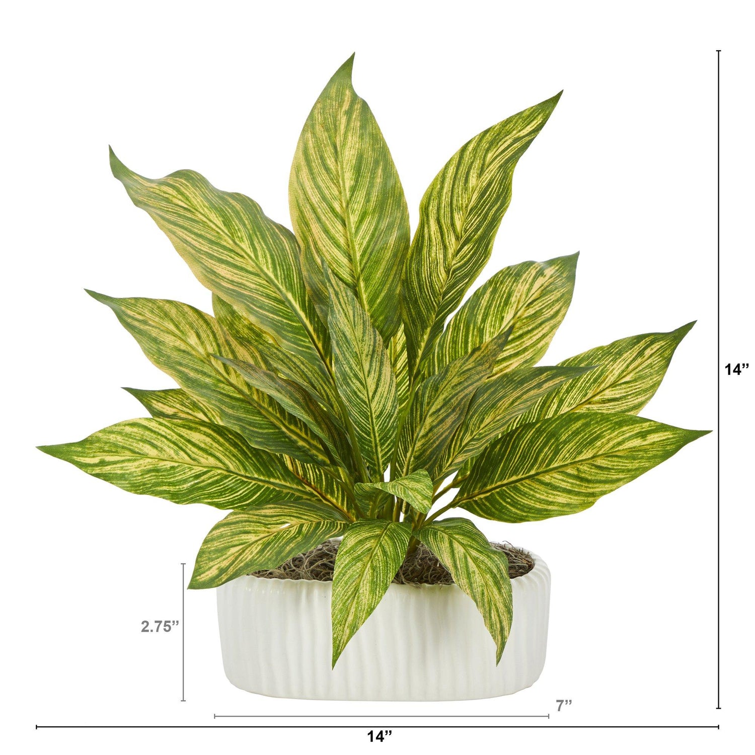 14” Musa Artificial Plant in White Planter