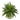15” Boston Fern Artificial Plant with Tuscan Ceramic Green Scroll Planter