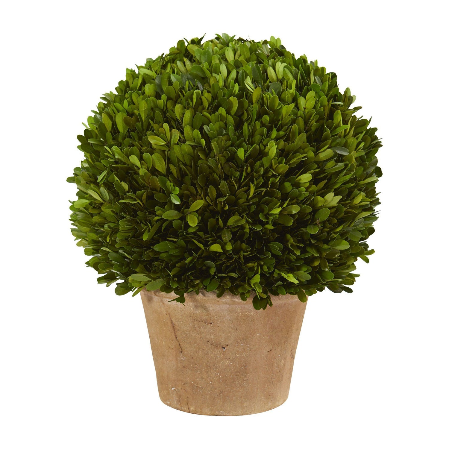 15” Boxwood Ball Preserved Plant in Planter
