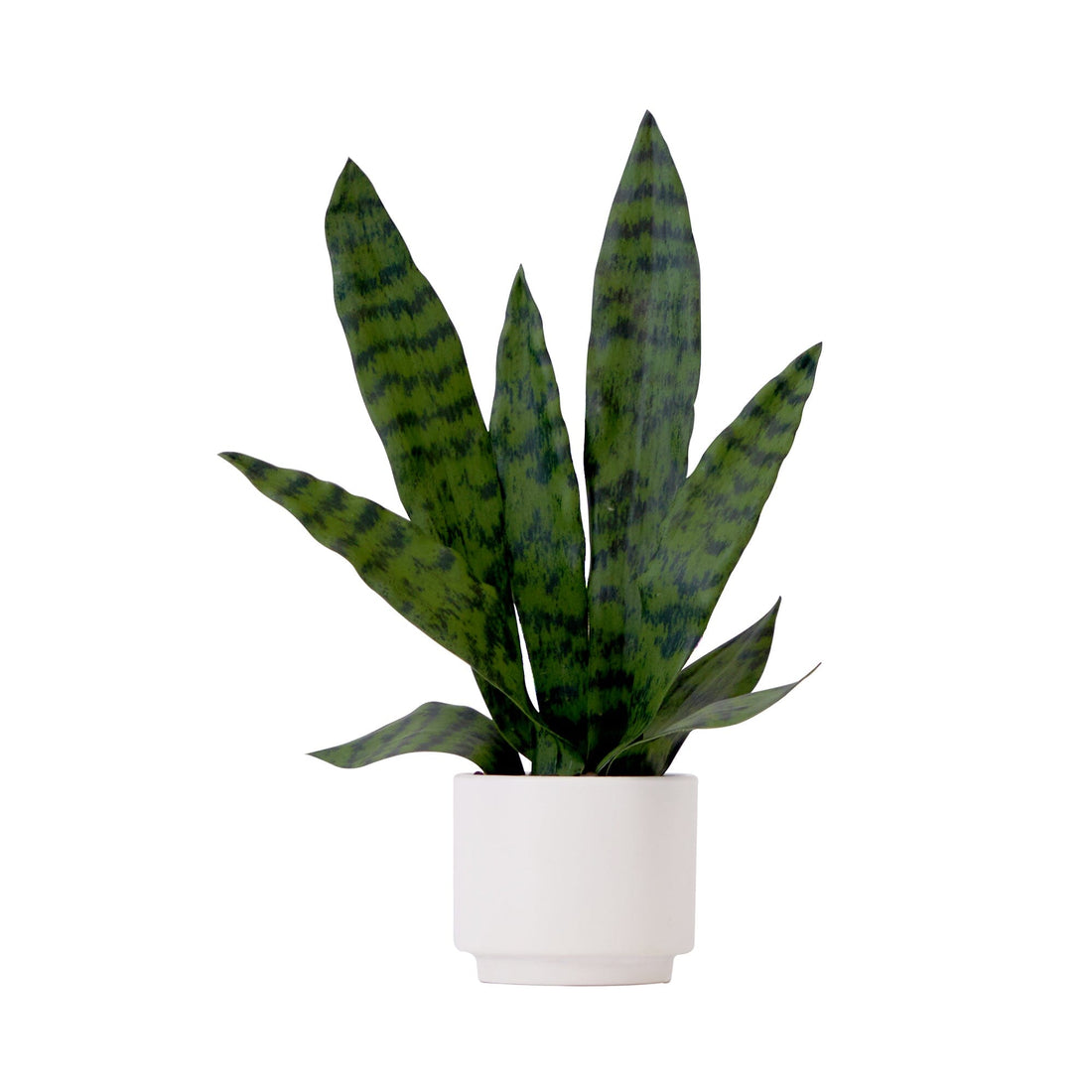 buy snake plants near me 16