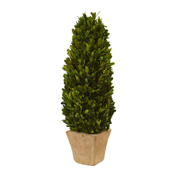 18” Boxwood Cone Preserved Plant in Planter
